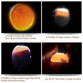 ZZBUY Egg Candler Light is compact and portable for any coop