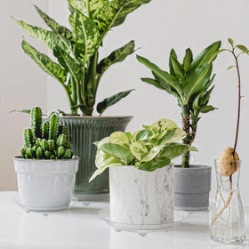 ZZPYXIA saucers come in assorted sizes to fit various pots.
